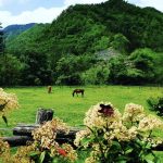 ridolla-riding-excursions-horses